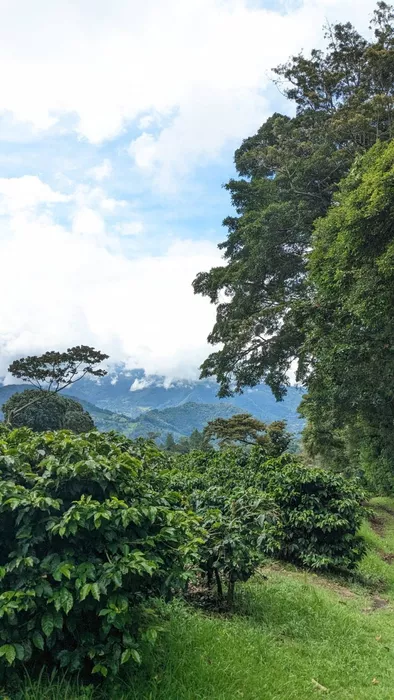 Imagen de cabecera de The World of Coffee 2026