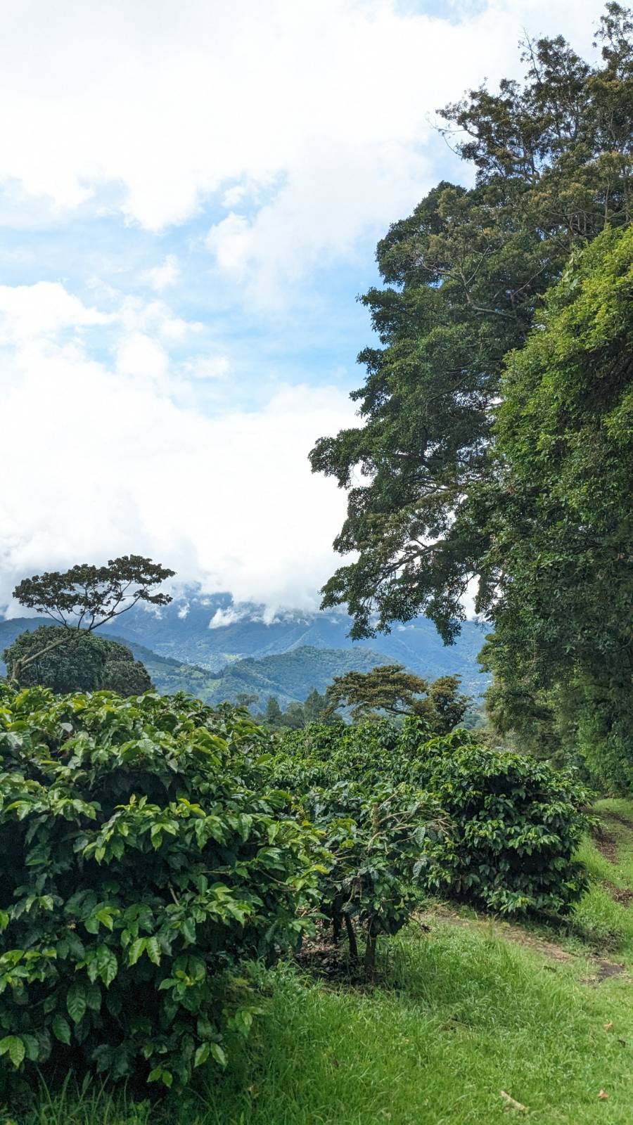 The World of Coffee 2026