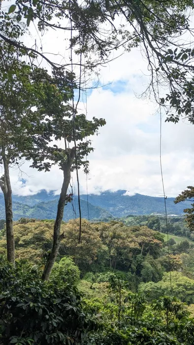 Imagen de cabecera de Boquete