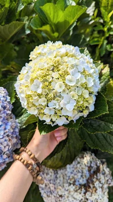 Image 315 of Feria de las Flores y del Café