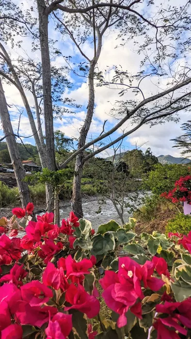 Image 320 of Feria de las Flores y del Café