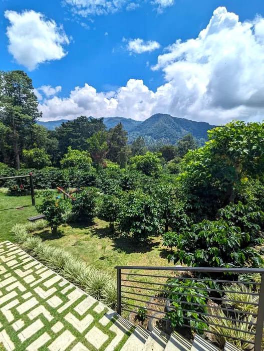 Imagen 441 de Altieri Specialty Coffee