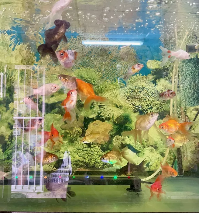 Image 85 of Mascotas y Jardines de Bqt